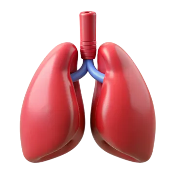 a diagram of the lungs