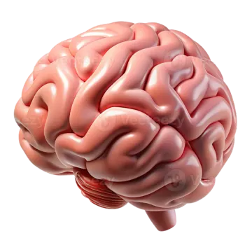 an image of the human brain