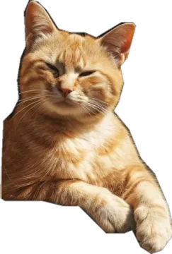 a cat that is laying down on the ground