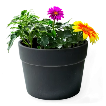 a close up of a flower in a pot