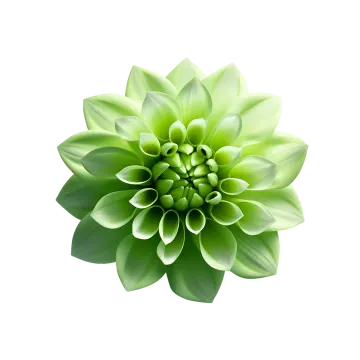 a green flower on a white background
