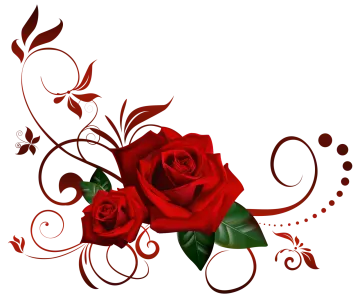 a red rose on a white background