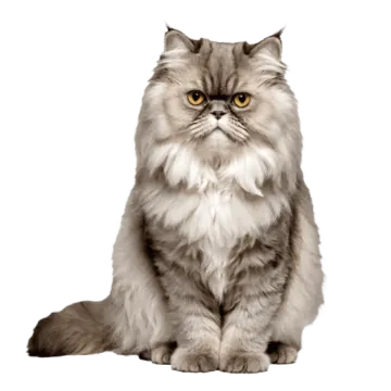 a gray cat sitting down and looking at the camera