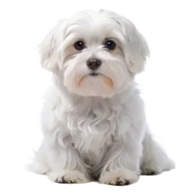 a small white dog sitting down on a white surface