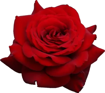 a red rose on a white background