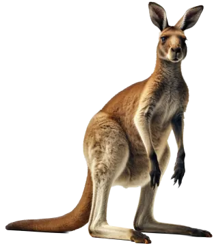 a kangaroo standing up against a white background