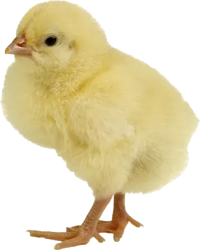 a small yellow chicken on a white background