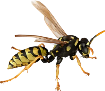 a black and yellow bee with long legs