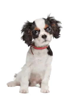 a small white and brown dog sitting down