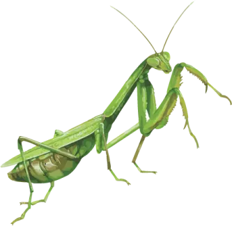 a praying mantis on a white background