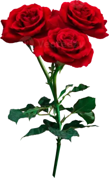 two red roses on a white background