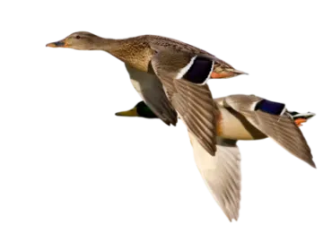 two ducks flying in the air