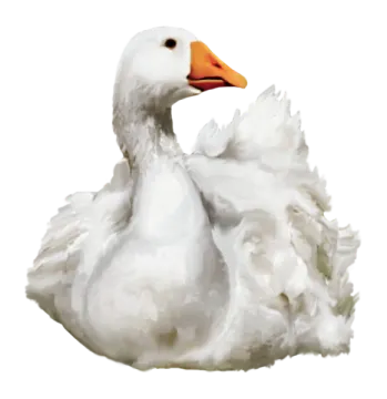 the duck is white