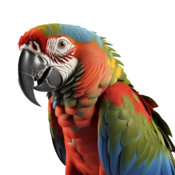 a close up of a parrot on a white background