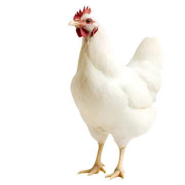 a white chicken with a red comb on its head