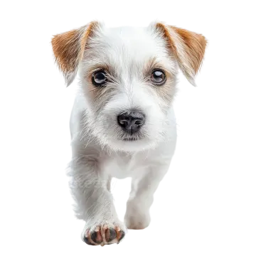 a small white and brown dog running towards the camera