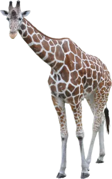 the gi is brown and white