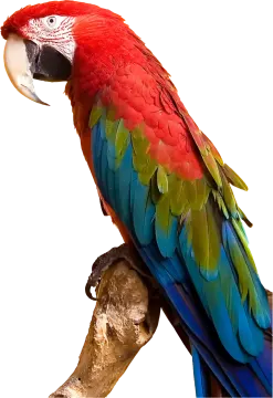 a parrot perched on a branch of a tree