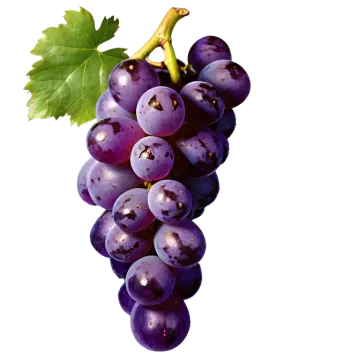 a bunch of grapes on a white background
