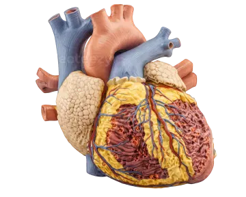 a model of the human heart