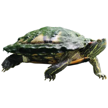 a turtle on a white background