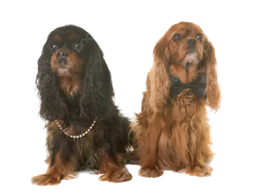 two dogs sitting next to each other dog