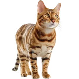 a cat standing on a white background