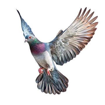 a pigeon in flight with its wings spread