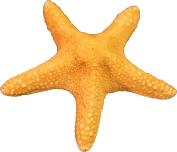 a starfish on a white background