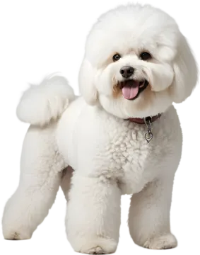 a small white dog with its tongue out