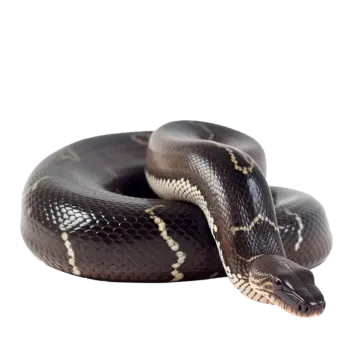 a brown snake on a white background