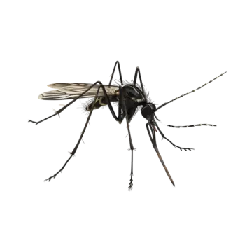 a black fly insect on a white background