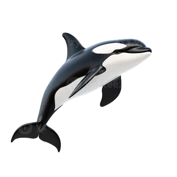 an orca jumping in the air on a white background