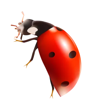 a ladybug on a white background