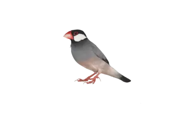 a bird standing on top of a white surface