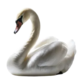 a white swan is sitting on the ground