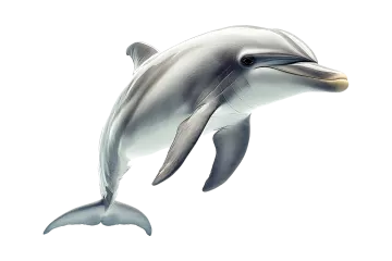 a dolphin jumping in the air on a white background