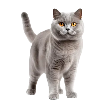 a grey cat standing on a white background