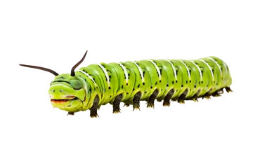 a green and black cater cater