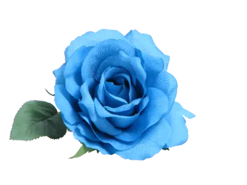 a blue rose on a white background