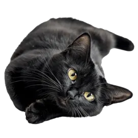 a black cat laying down on the floor