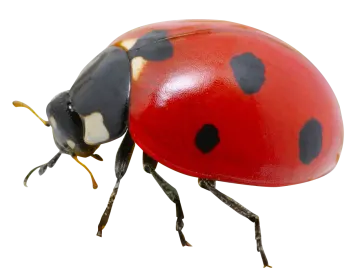 a ladybird beetle on a white background