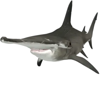 an image of a shark with its mouth open