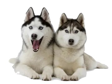 two husky dogs laying next to each other dogs