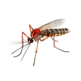 a mosquito on a white background