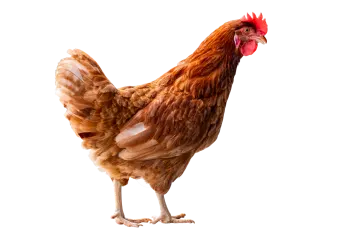 a brown chicken standing on top of a white surface