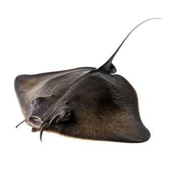 a close up view of a manta ray