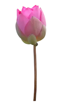 a pink lotus flower on a white background