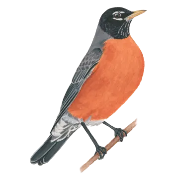a watercolor painting of a bird on a branch