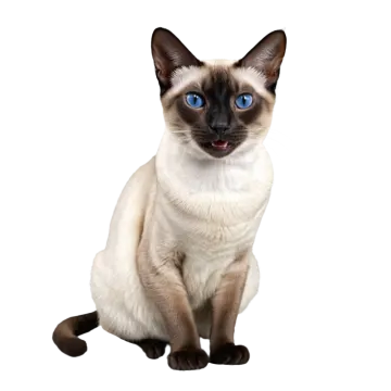 a siam cat with blue eyes sitting down